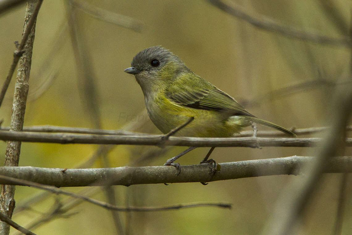 Imagem de Pteruthius xanthochlorus Gray, JE, Gray & GR 1847