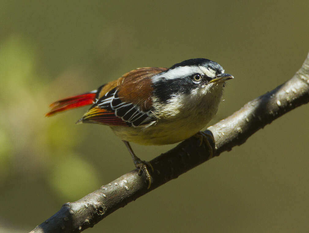 Image of Red-tailed Minla