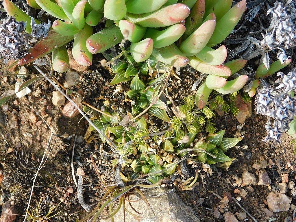 Image of Haworthia mirabilis (Haw.) Haw.