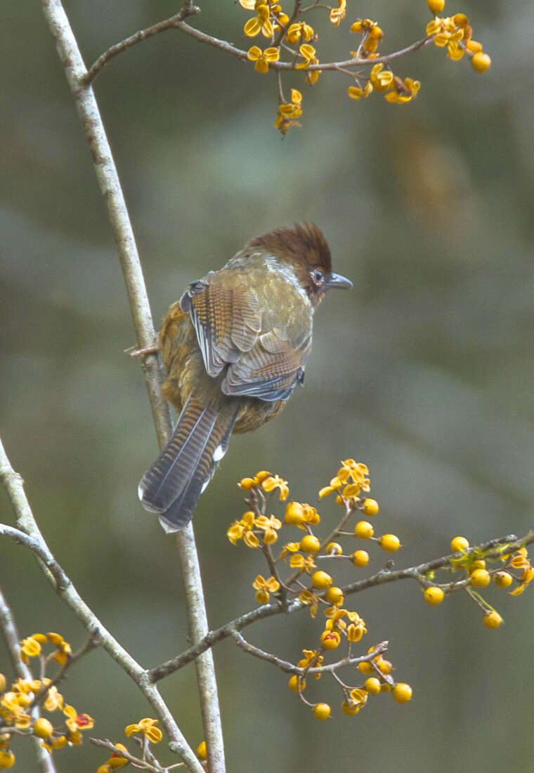 Image of Formosan Barwing