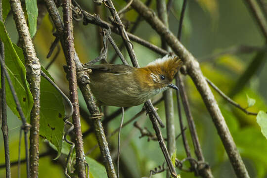 Image of White-naped Yuhina