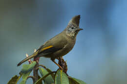 صورة Yuhina gularis Hodgson 1836