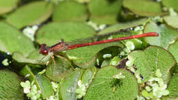 Image of Duckweed Firetail