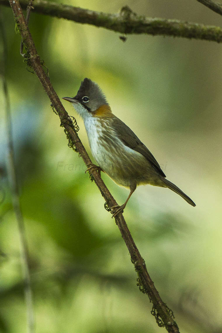 صورة Yuhina flavicollis Hodgson 1836