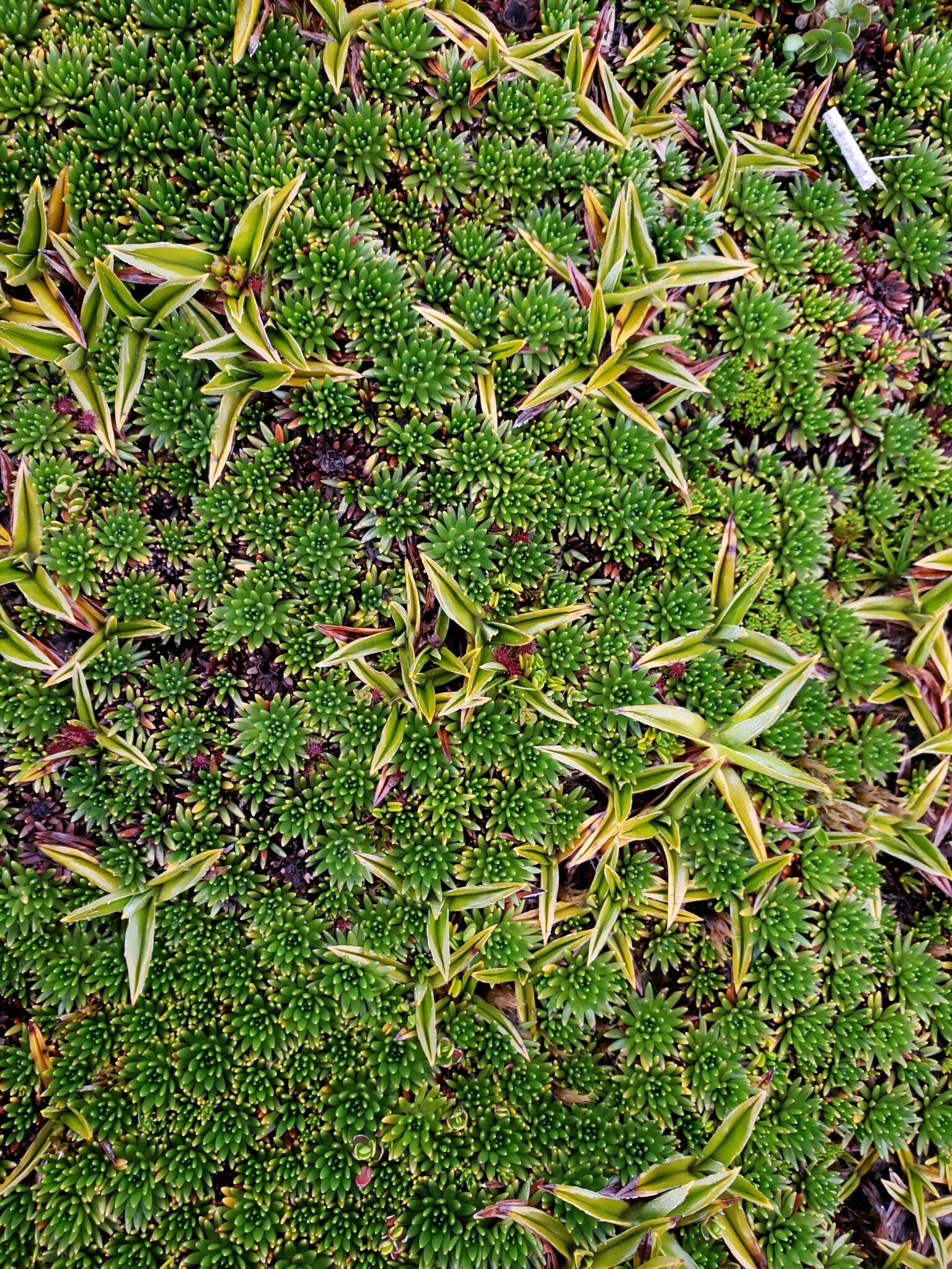 Image of Astelia pumila (J. R. Forst.) Gaudich.