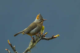 Image of Rufous-vented Yuhina