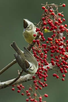 Image of Formosan Yuhina