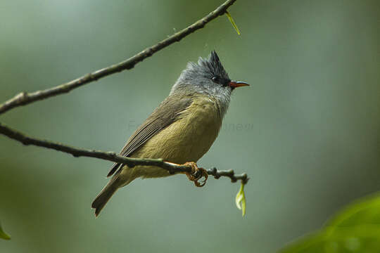 Image of Black-chinned Yuhina