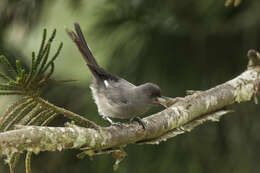 Image of Long-tailed Sibia