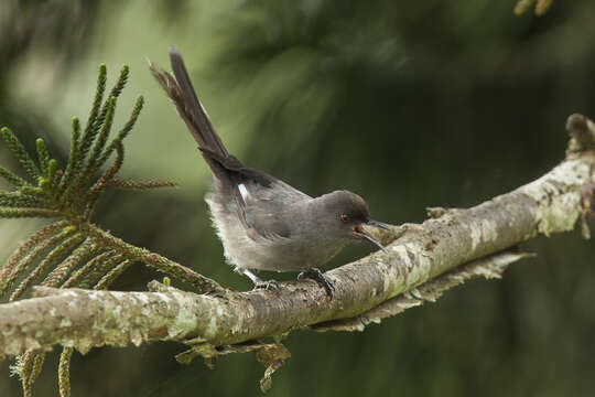 Image of Long-tailed Sibia