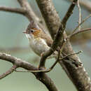 Sivun Yuhina castaniceps kuva