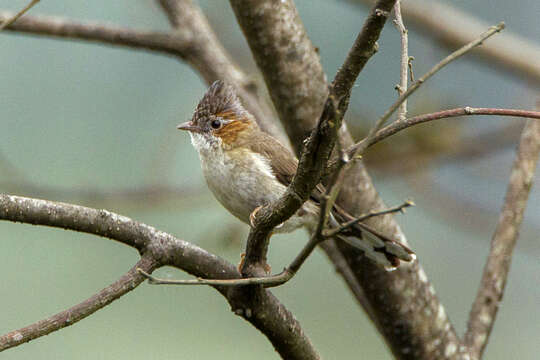 Sivun Yuhina castaniceps kuva