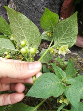 Image of creeping false holly