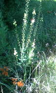 Imagem de Verbascum blattaria L.