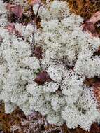 Image of star reindeer lichen