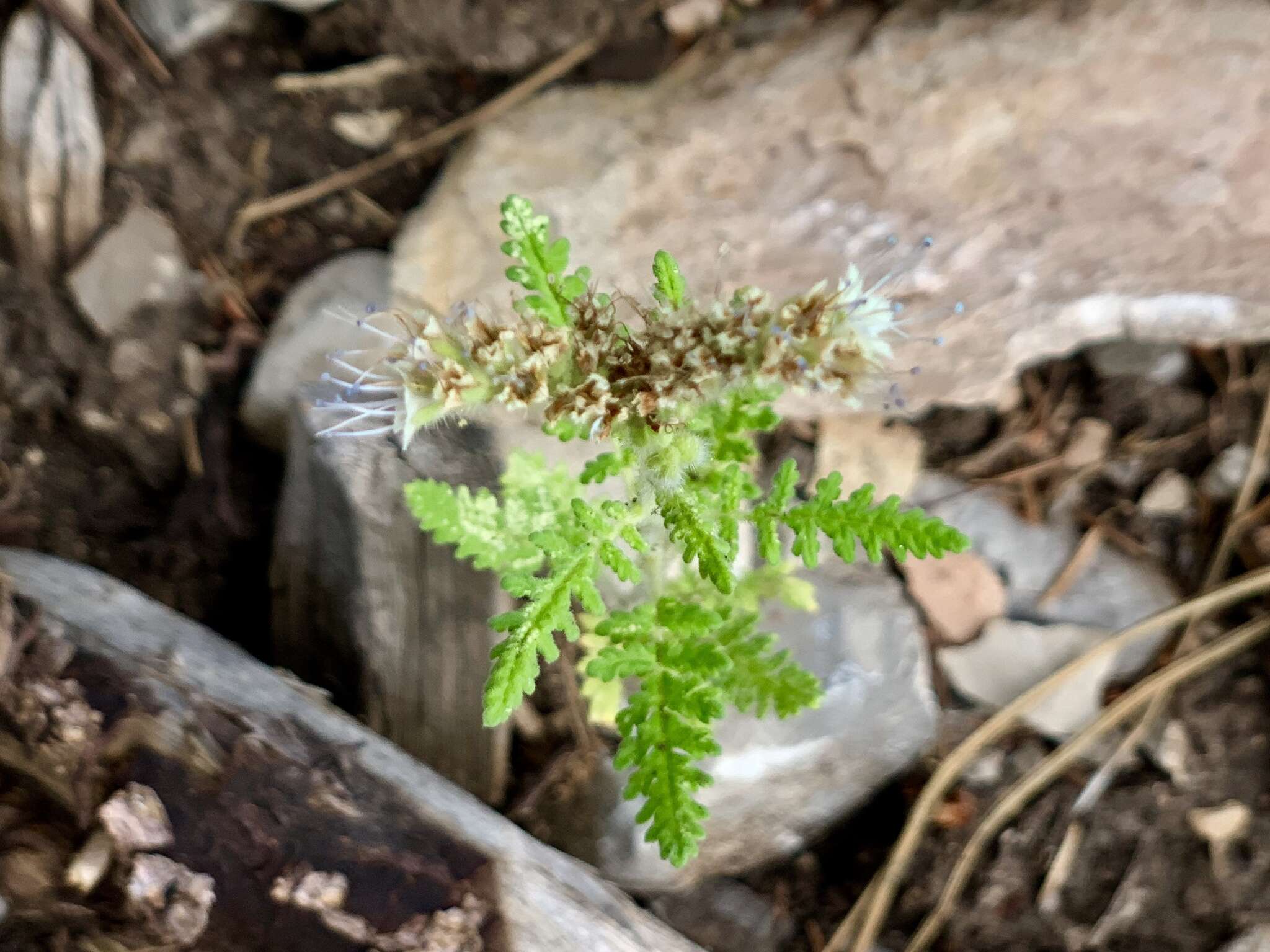 Phacelia alba Rydb. resmi