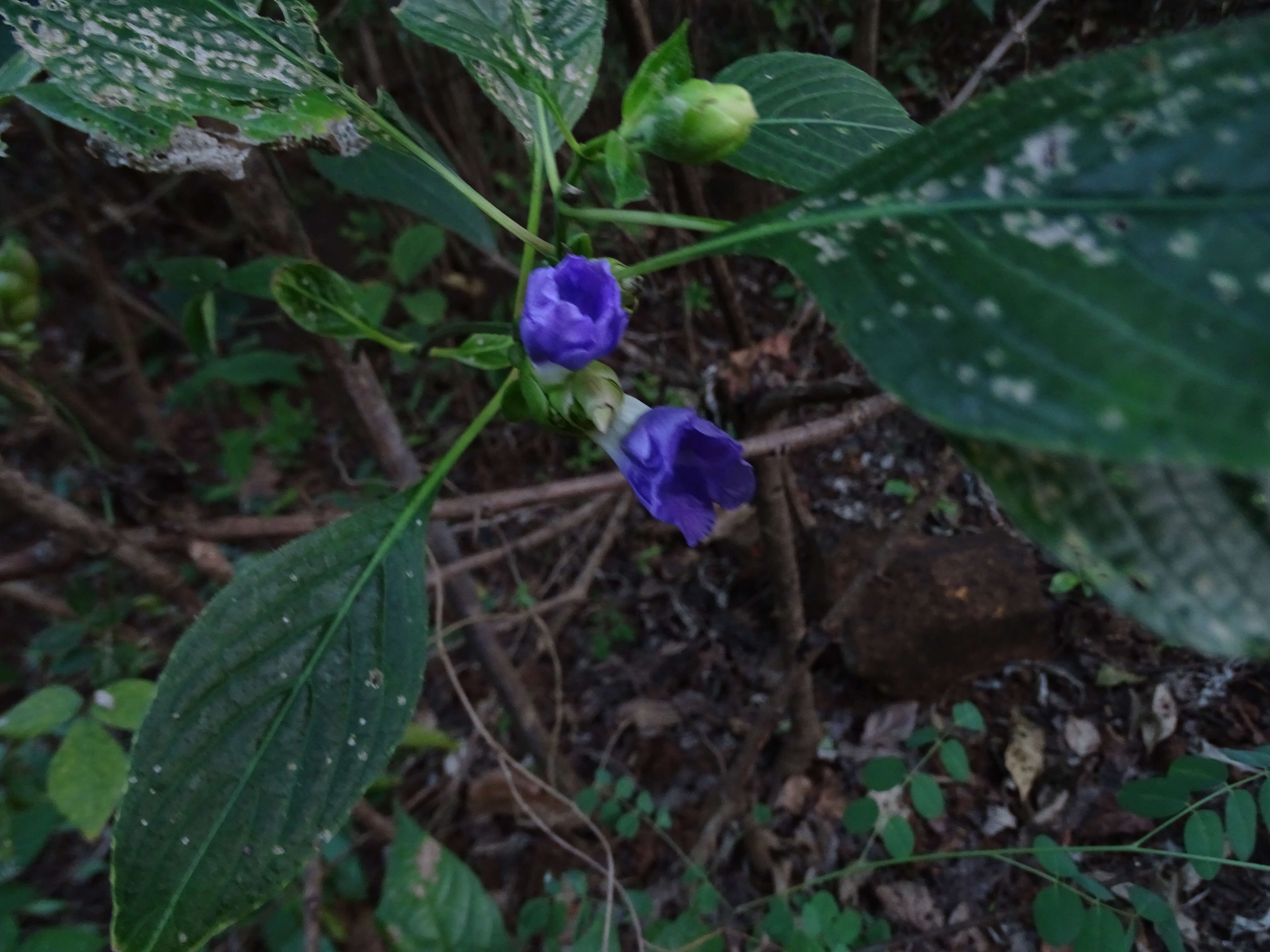 Image of Strobilanthes callosa Wall. ex Nees