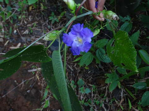 Image of Strobilanthes callosa Wall. ex Nees