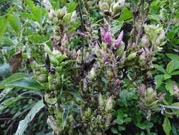 Image of Strobilanthes callosa Wall. ex Nees