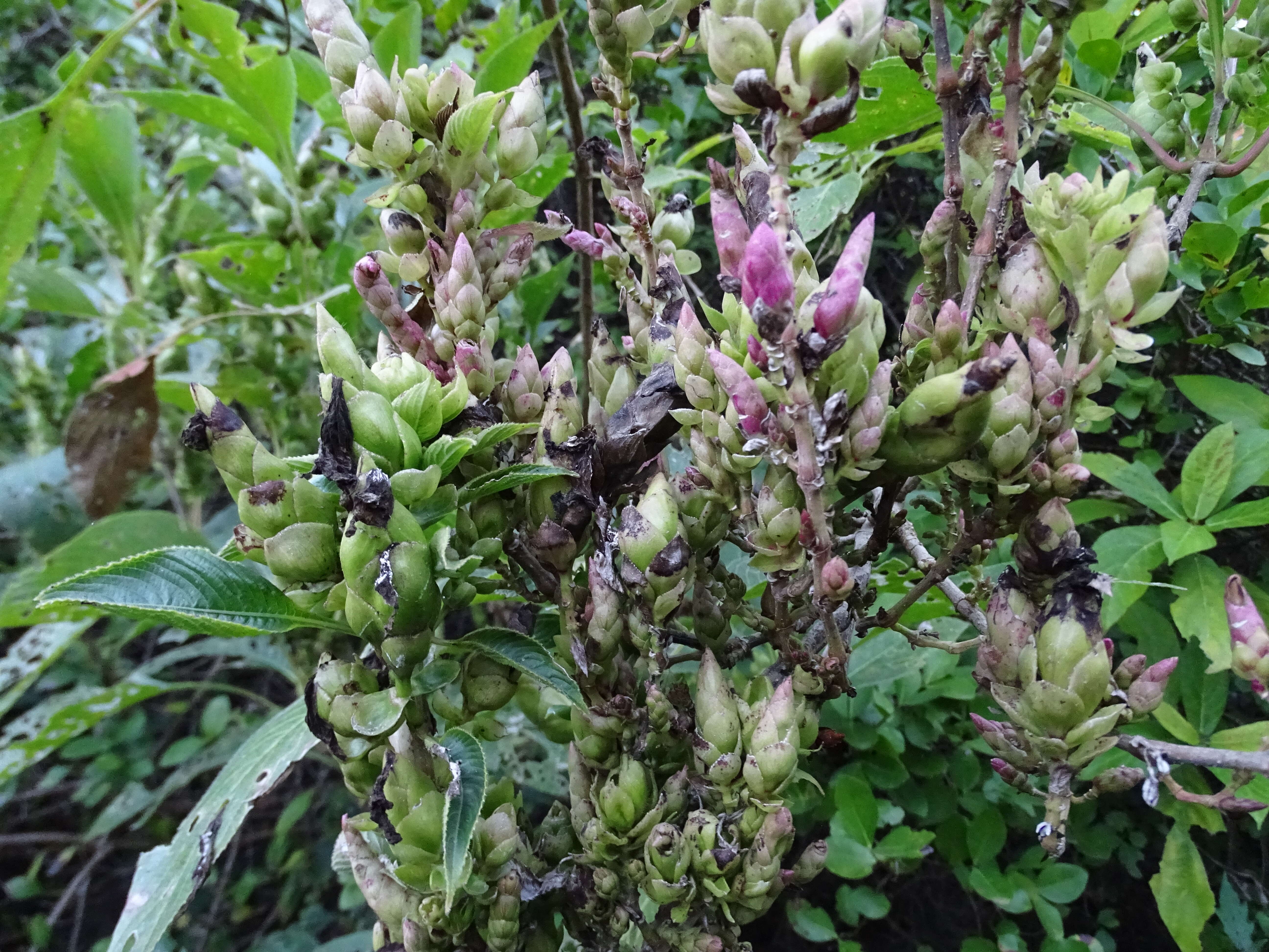 Image of Strobilanthes callosa Wall. ex Nees