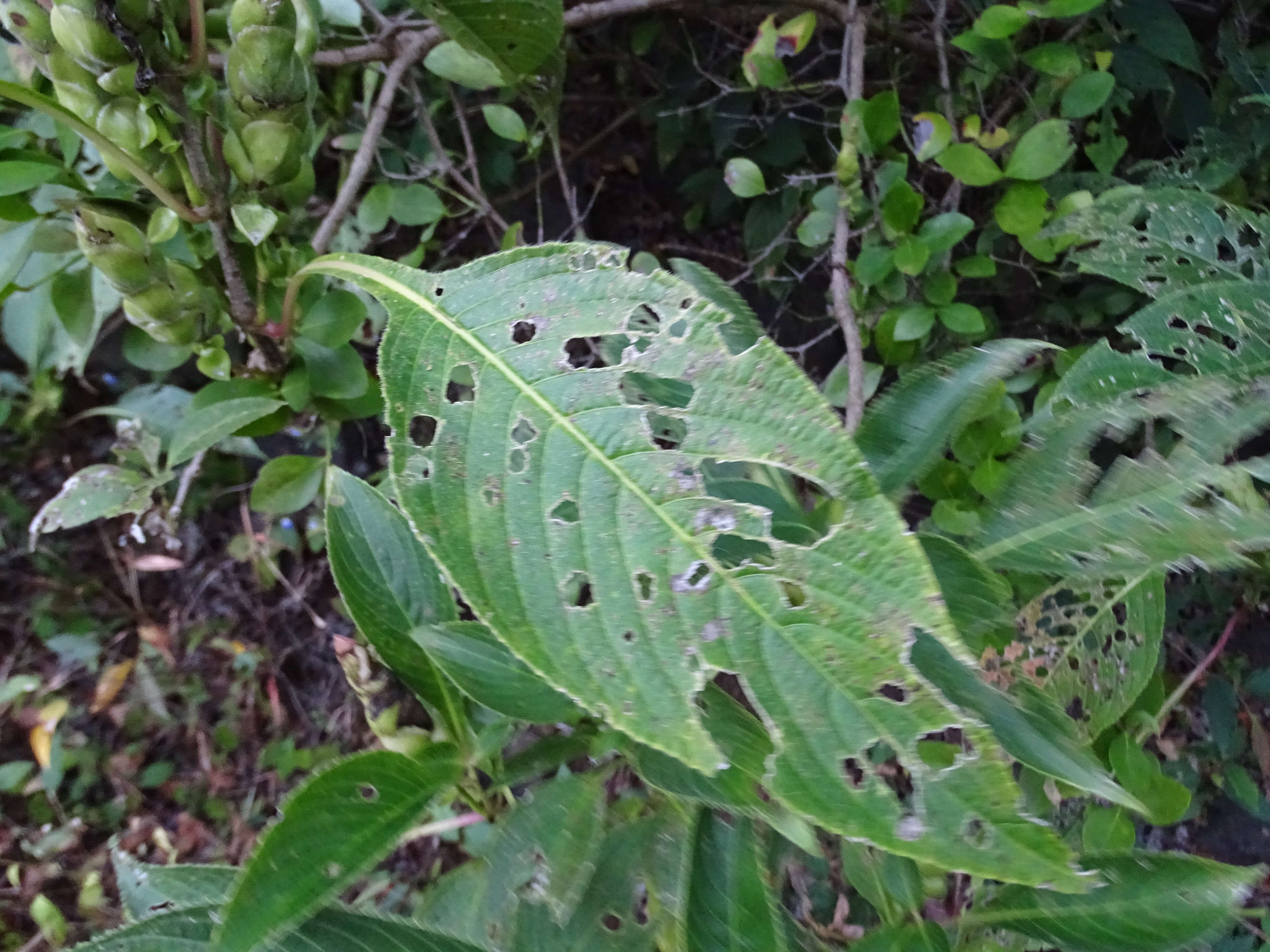 Image of Strobilanthes callosa Wall. ex Nees