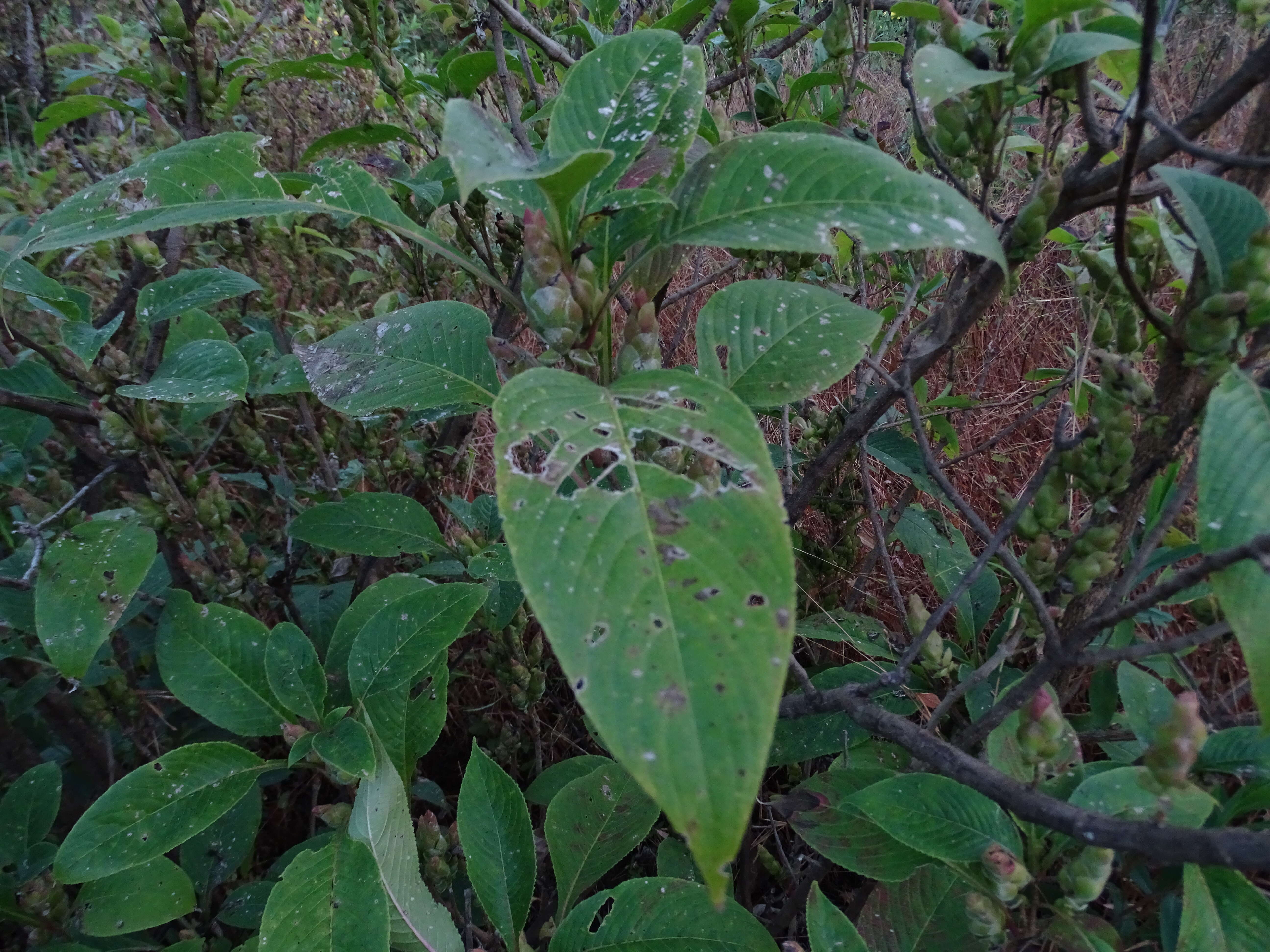 Imagem de Strobilanthes callosa Wall. ex Nees