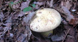 Image of Neoboletus pseudosulphureus (Kallenb.) Klofac 2015