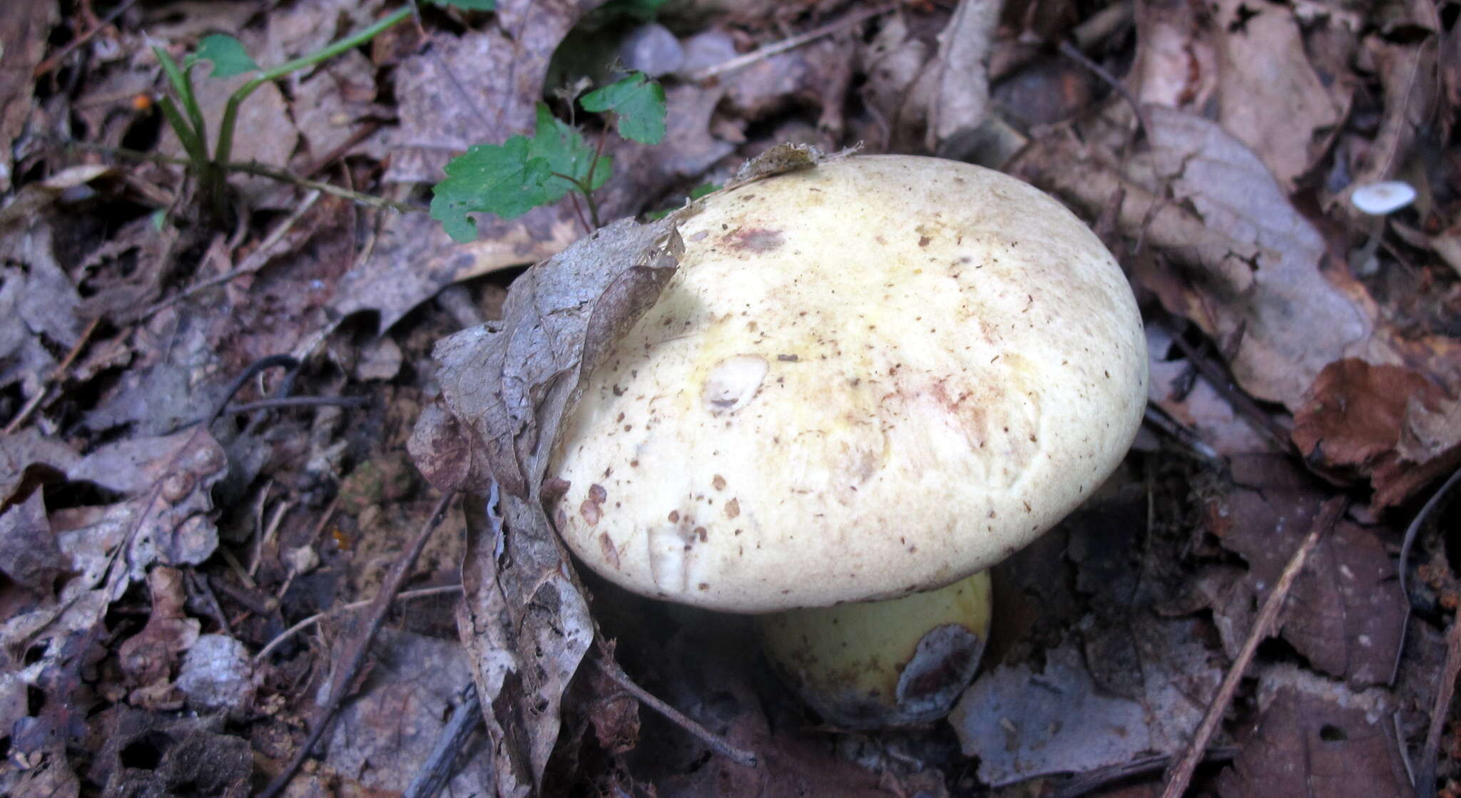 Image of Neoboletus pseudosulphureus (Kallenb.) Klofac 2015