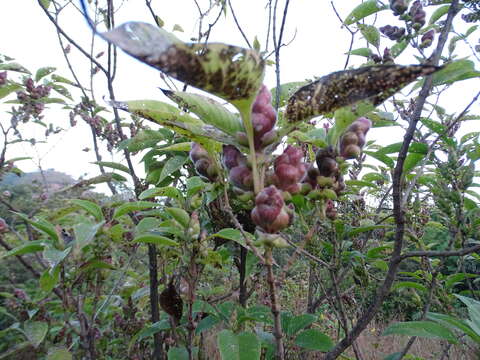 Image of Strobilanthes callosa Wall. ex Nees