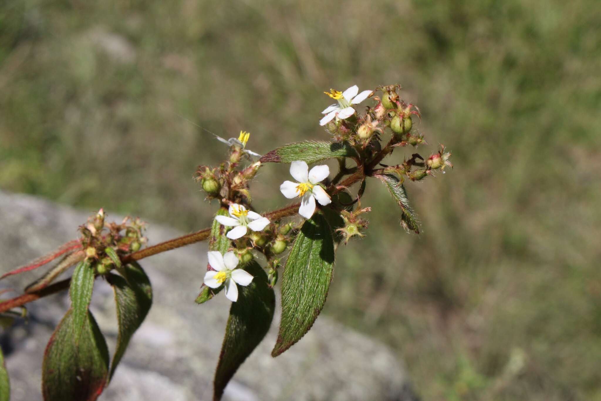 Pleroma longifolium (Vahl) Triana的圖片