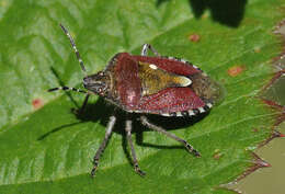 Image of sloe bug