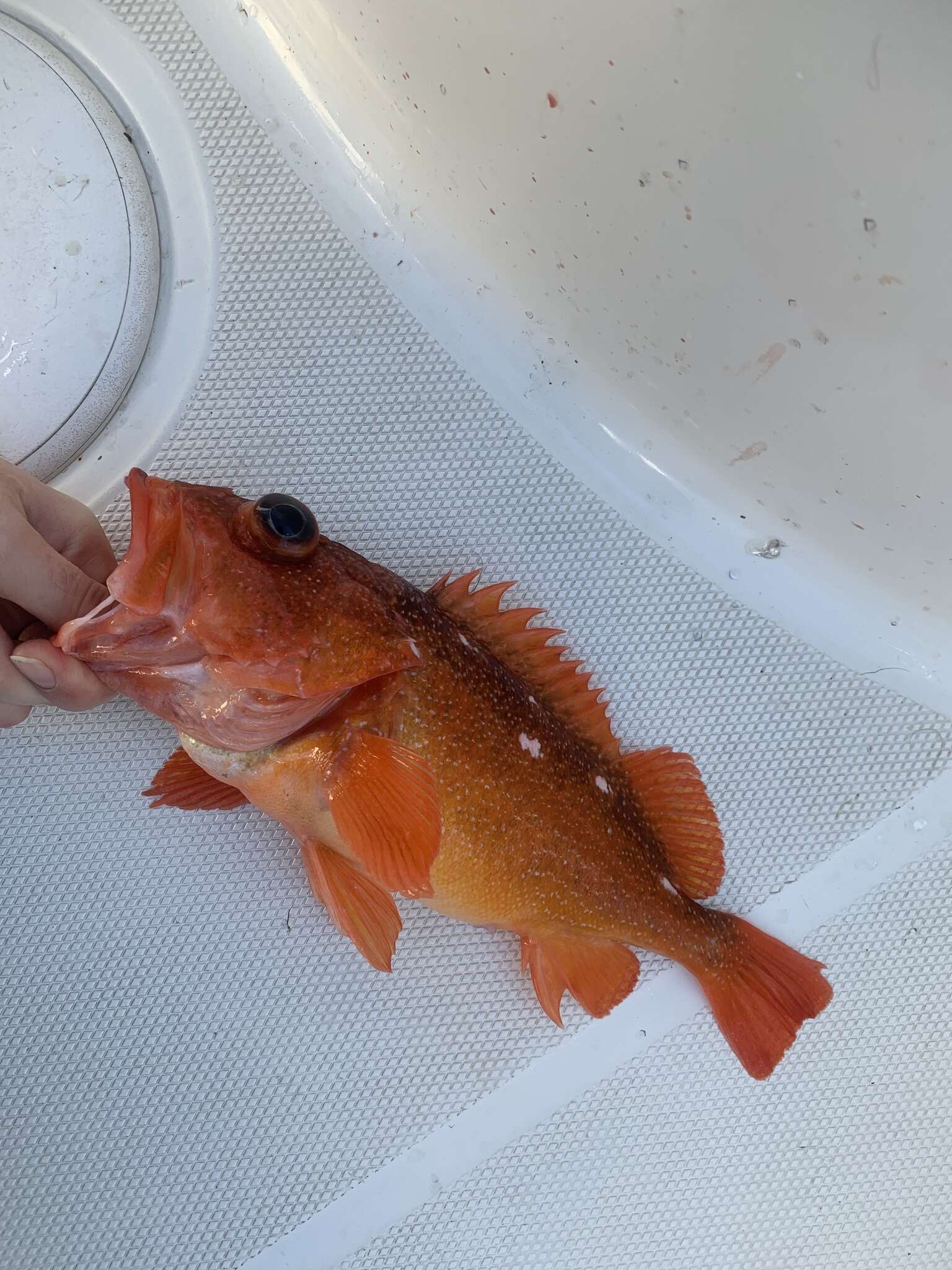 Image of Starry rockfish