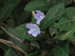 Strobilanthes tetraspermus Druce resmi