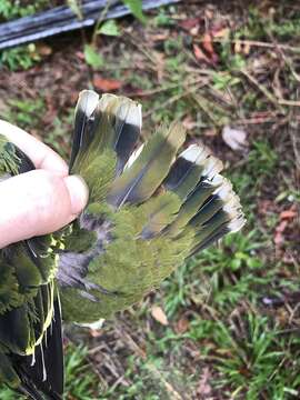 Image of Eastern Superb Fruit-dove