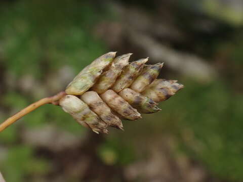 Image of Oreochloa disticha (Wulfen) Link