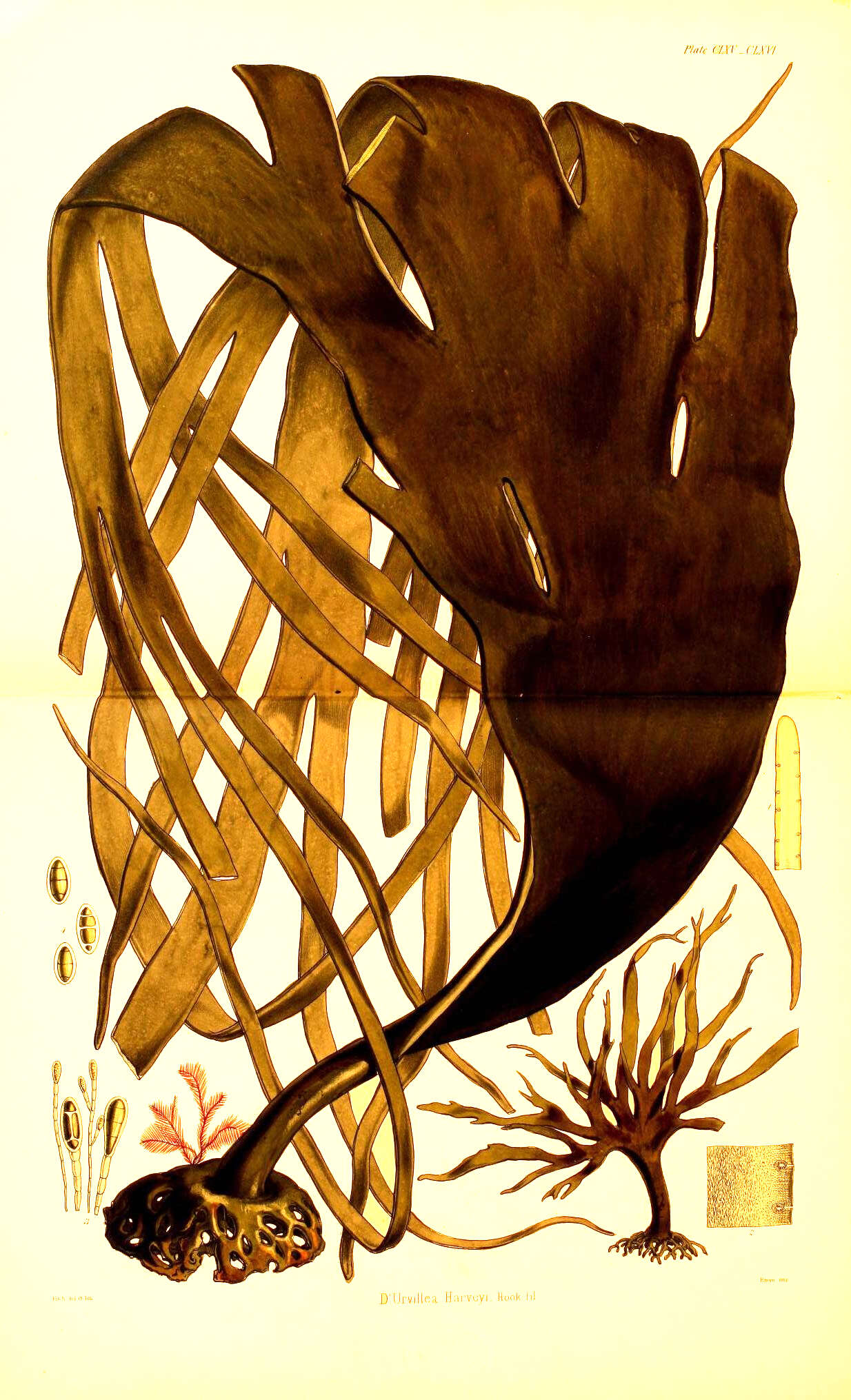 Image of New Zealand bull kelp