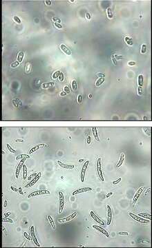 Image of Fusarium