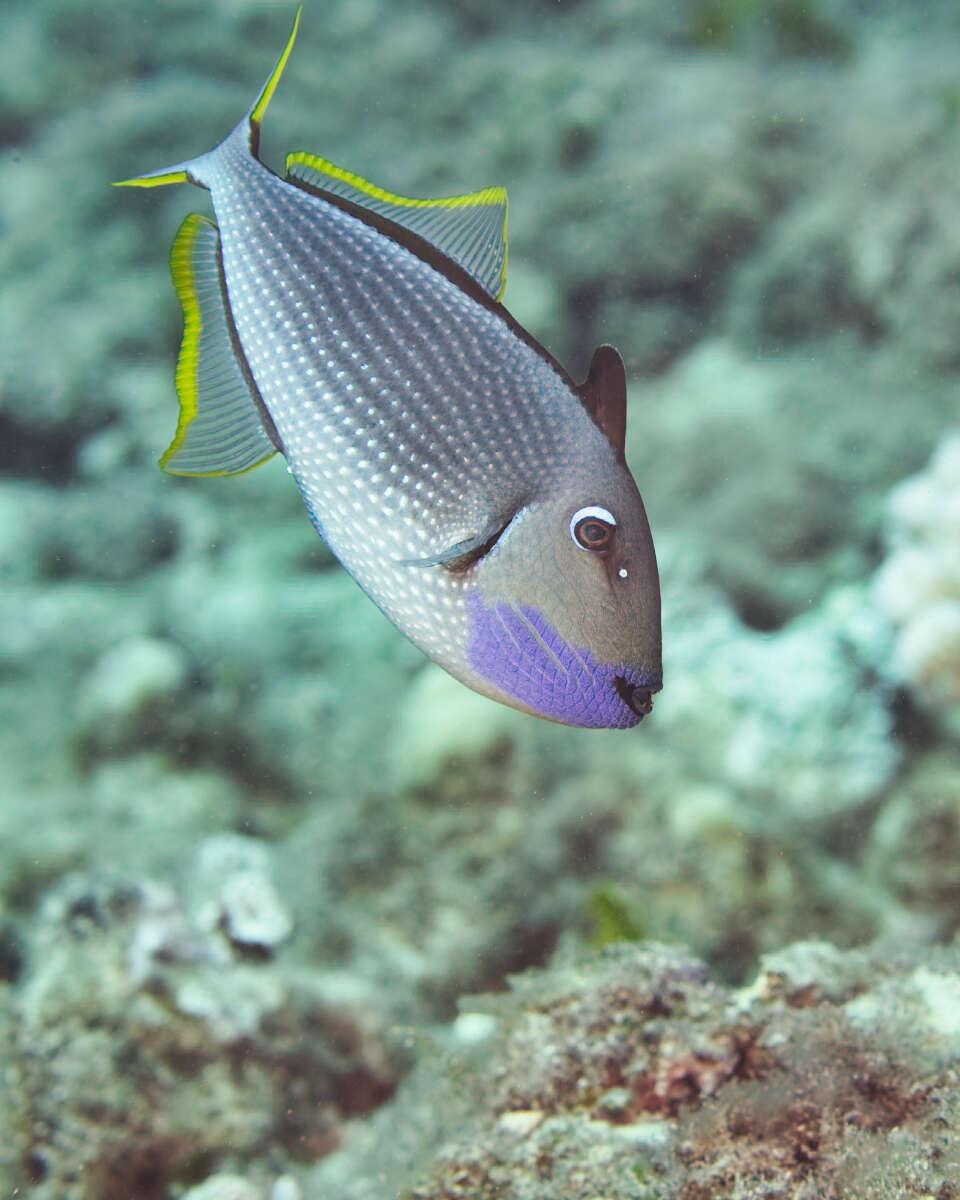 Image of Gilded triggerfish