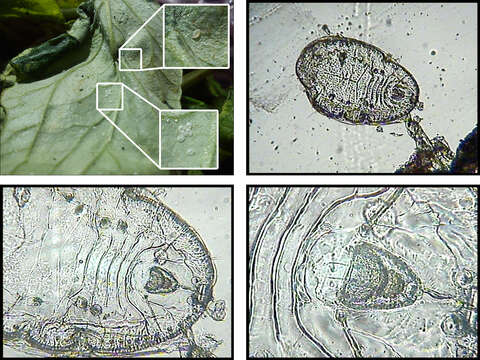 Image of Trialeurodes