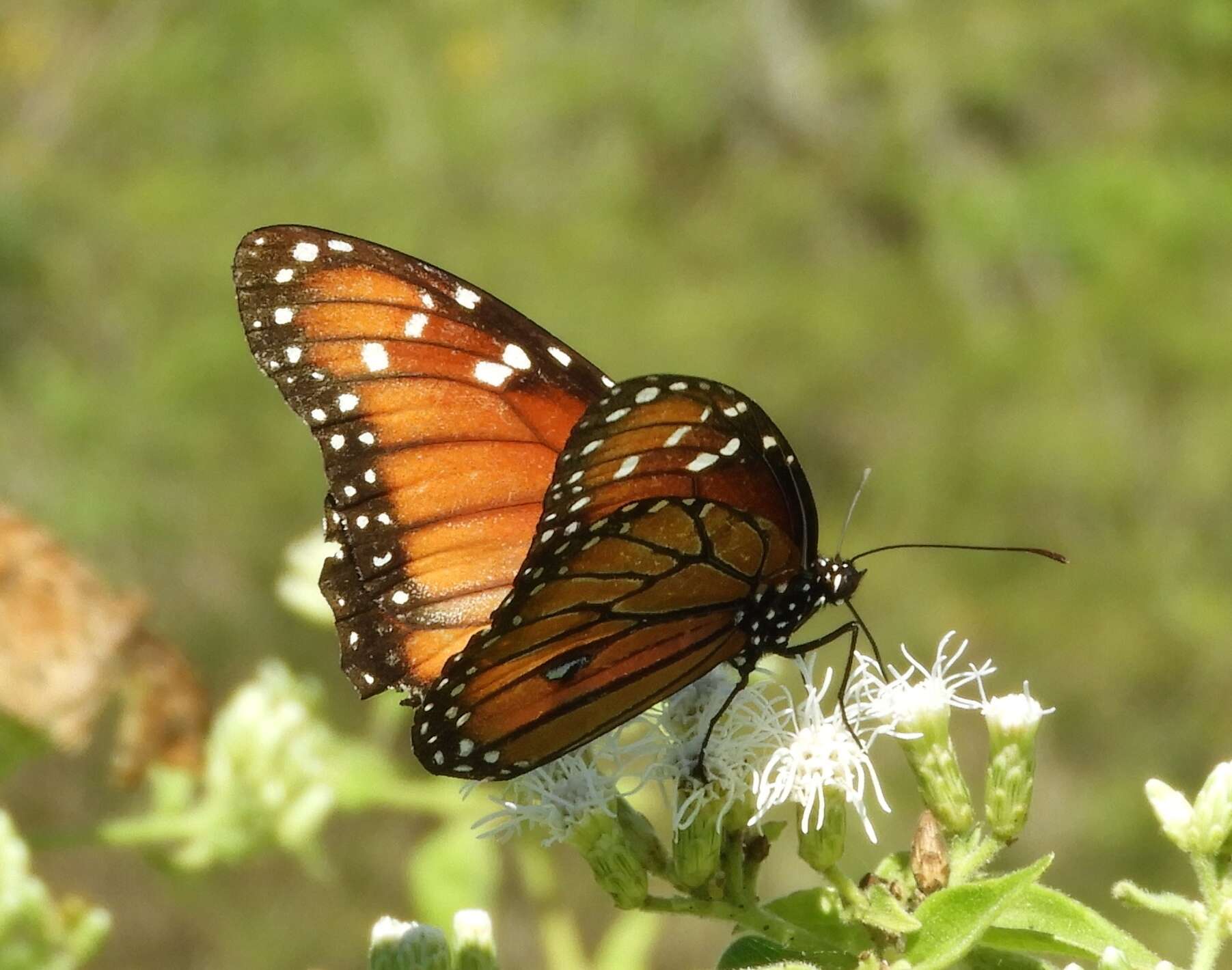 Image of Danaus (Anosia) eresimus subsp. montezuma Talbot 1943