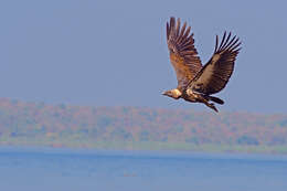 Image of Asian White-backed Vulture