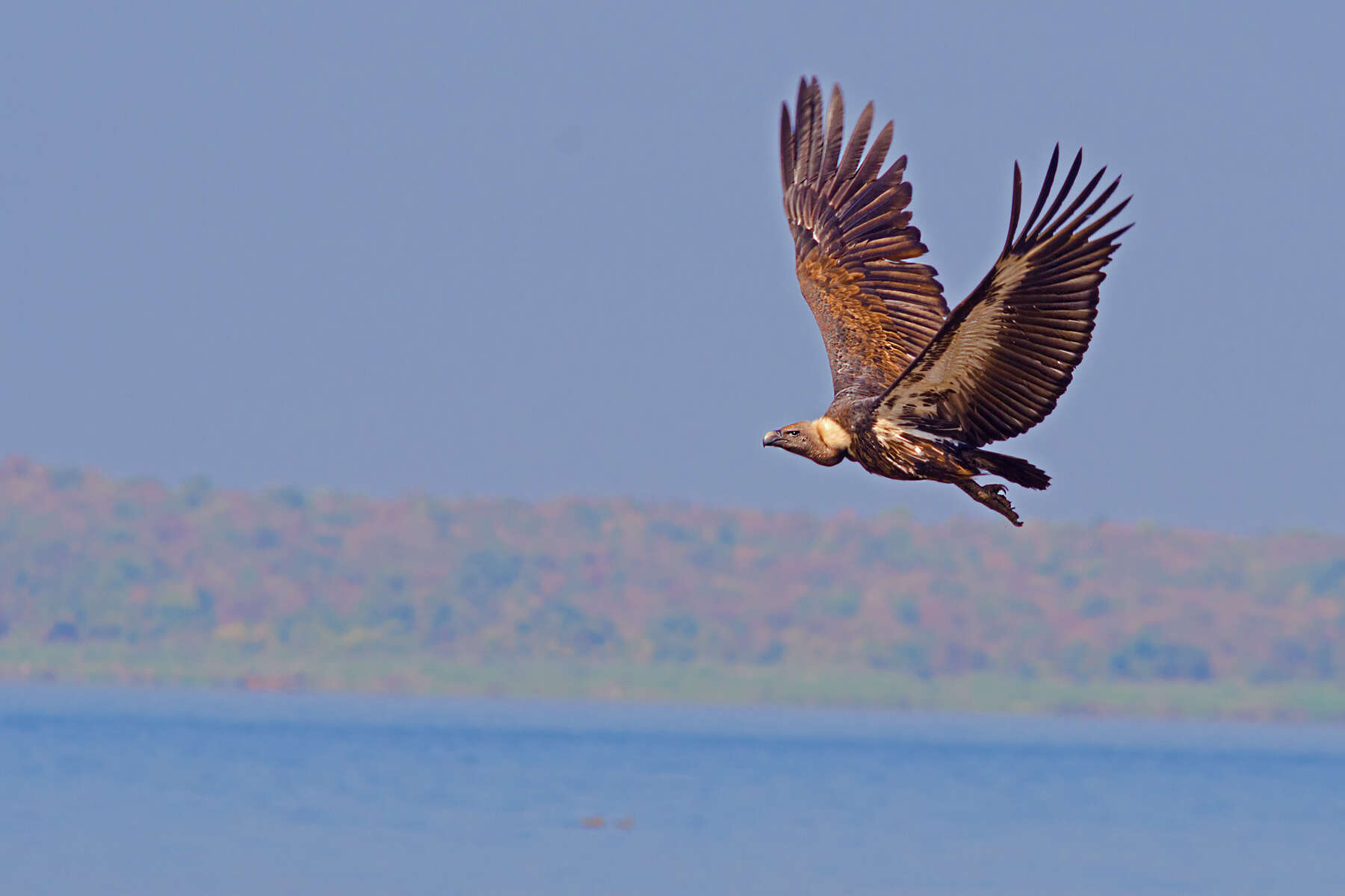 Image of Asian White-backed Vulture