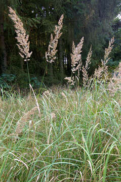 Imagem de Calamagrostis epigejos (L.) Roth