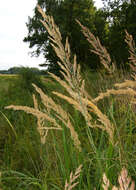 Imagem de Calamagrostis epigejos (L.) Roth