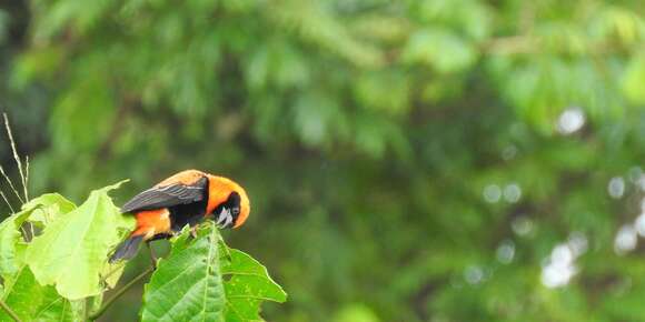 Image of Black-winged Bishop