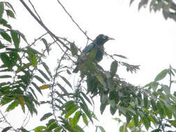 Image of Blue Bird-of-Paradise