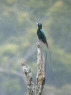 Image of Blue Bird-of-Paradise