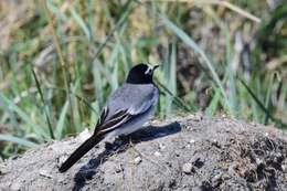 Image of Masked Wagtail