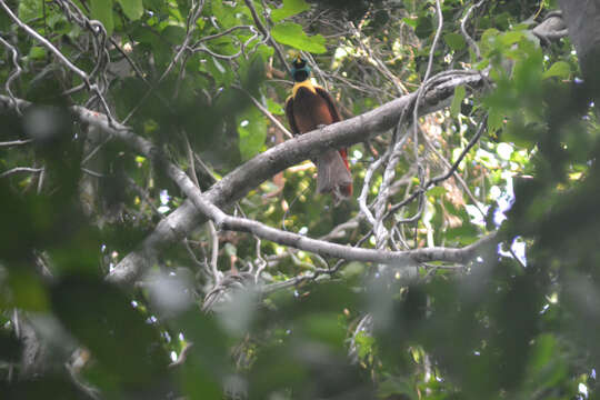 Image of Red Bird-of-Paradise