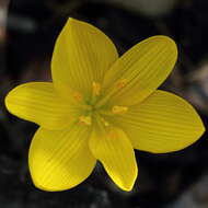 Image of winter daffodil